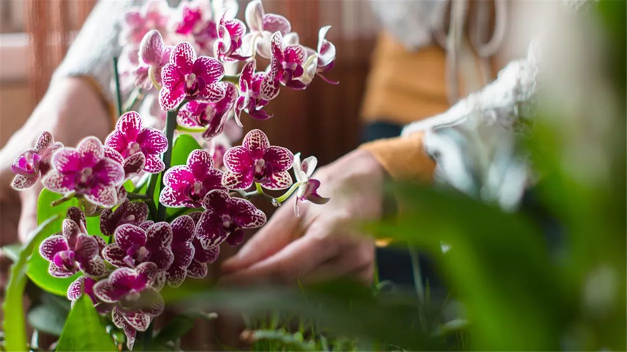 orchidee-19e35f58.jpeg