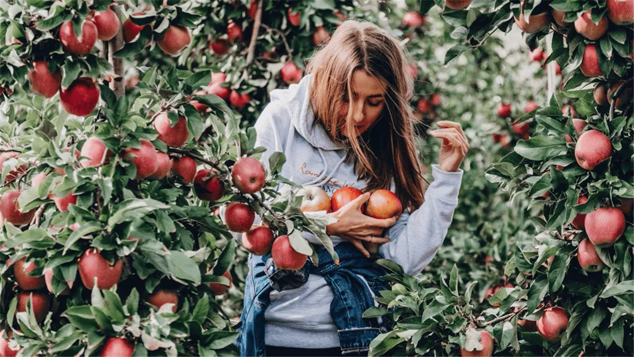 girl-picking-fresh-apples-in-the-garden-kxau93v-1-e4ef2070.png