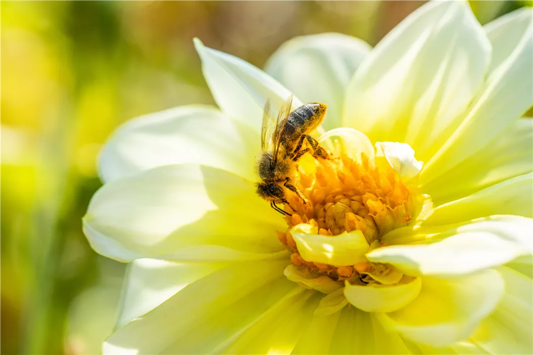 Biene auf Dahlienblüte
