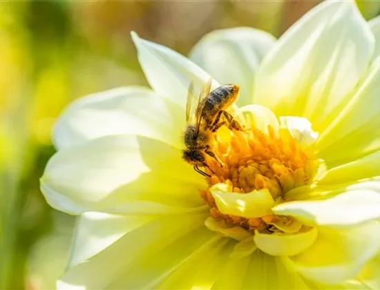 Bienen sind wichtige Nutztiere. Wie Sie Bienen schützen und fördern! Bienen sind wichtige Nutztiere. Wie Sie Bienen schützen und fördern!