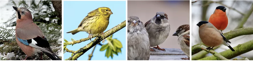 gartenvoegel-bestimmen.png