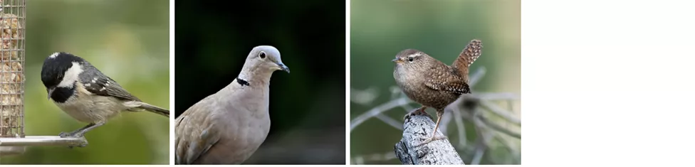 gartenvoegel-bestimmen2.png
