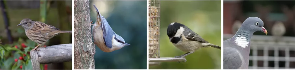 gartenvoegel-bestimmen4.png