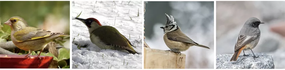 gartenvoegel-bestimmen5.png