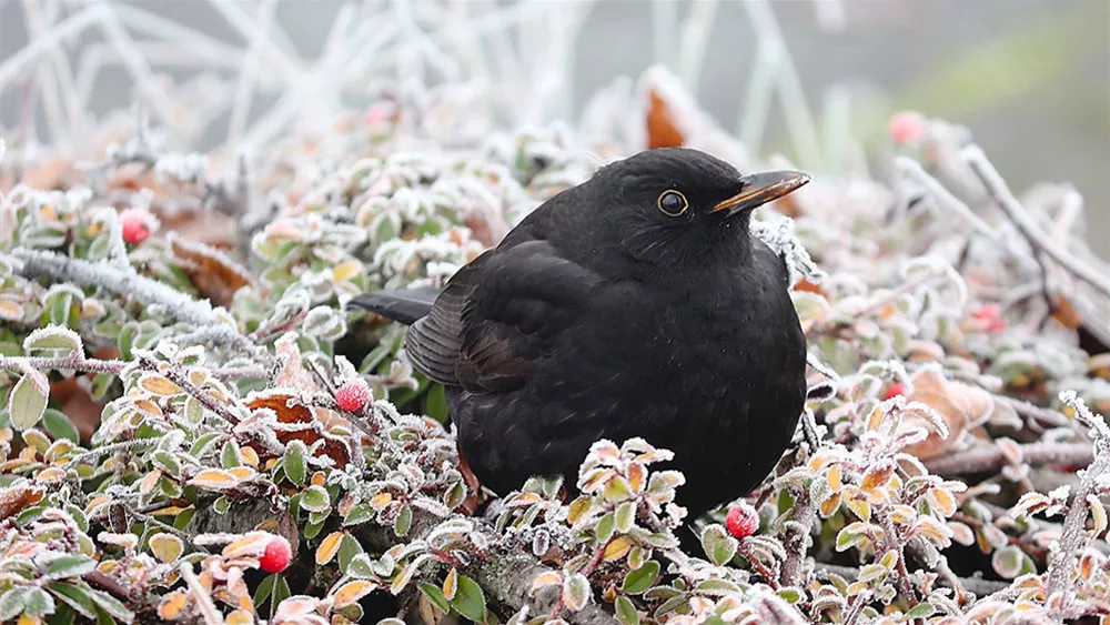 gartenvoegel-winter.jpeg