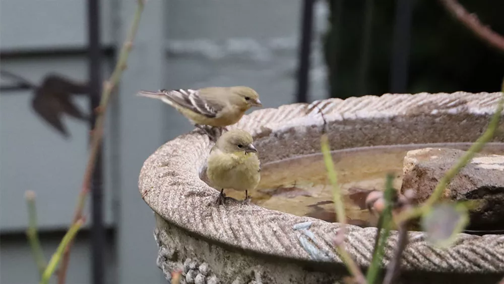 vogeltränke-stein.jpeg