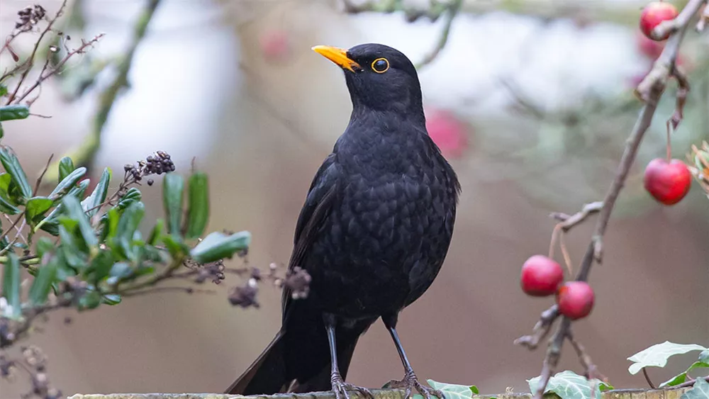 wildobsthecke-vogelnaehrgehoelze-1.jpeg