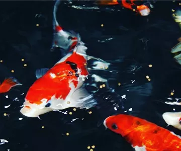 Fischfutter