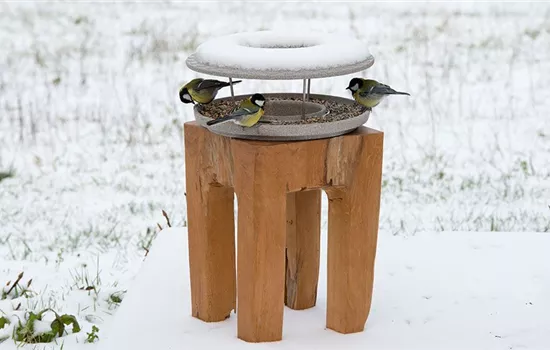 Gartenvögel im Winter bestimmen & richtig füttern Gartenvögel im Winter bestimmen & richtig füttern
