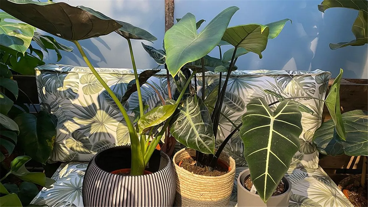 zimmerpflanze-alocasia-091fef65.jpeg