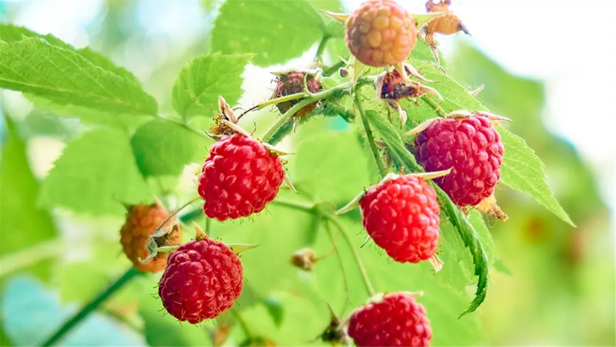 himbeeren-fc2f31bb.jpeg