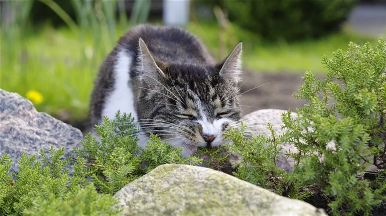 giftige_pflanzen_katzen_mencke-e4b73be0.jpeg