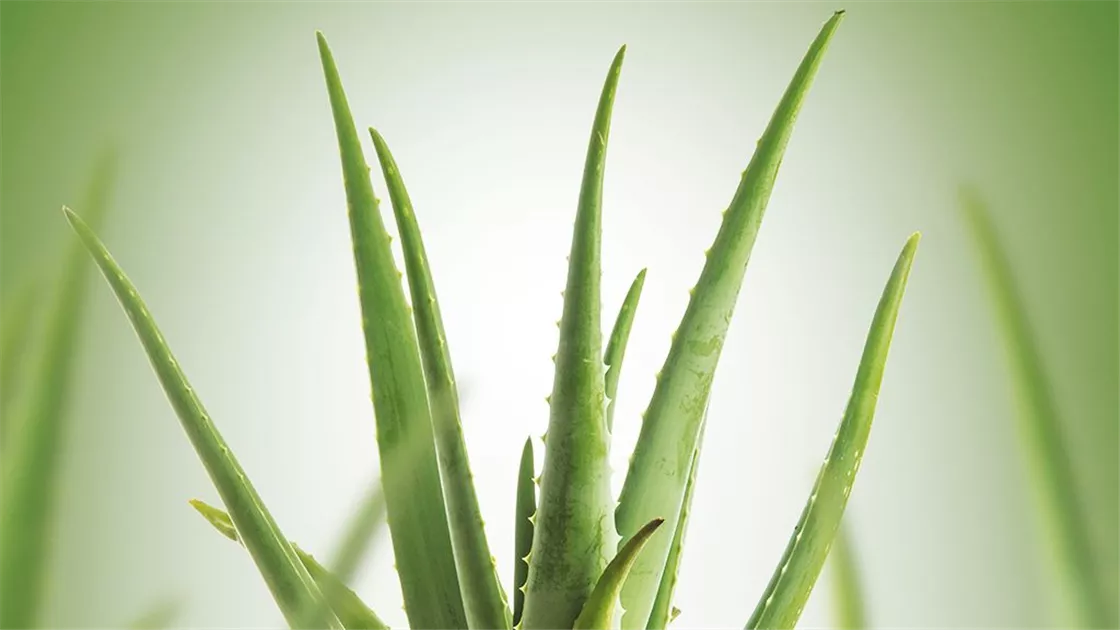 aloe vera hangi cilt tipine uygun Aloe Vera Gel Mask - Gençleştirici Jel Maske main image 0