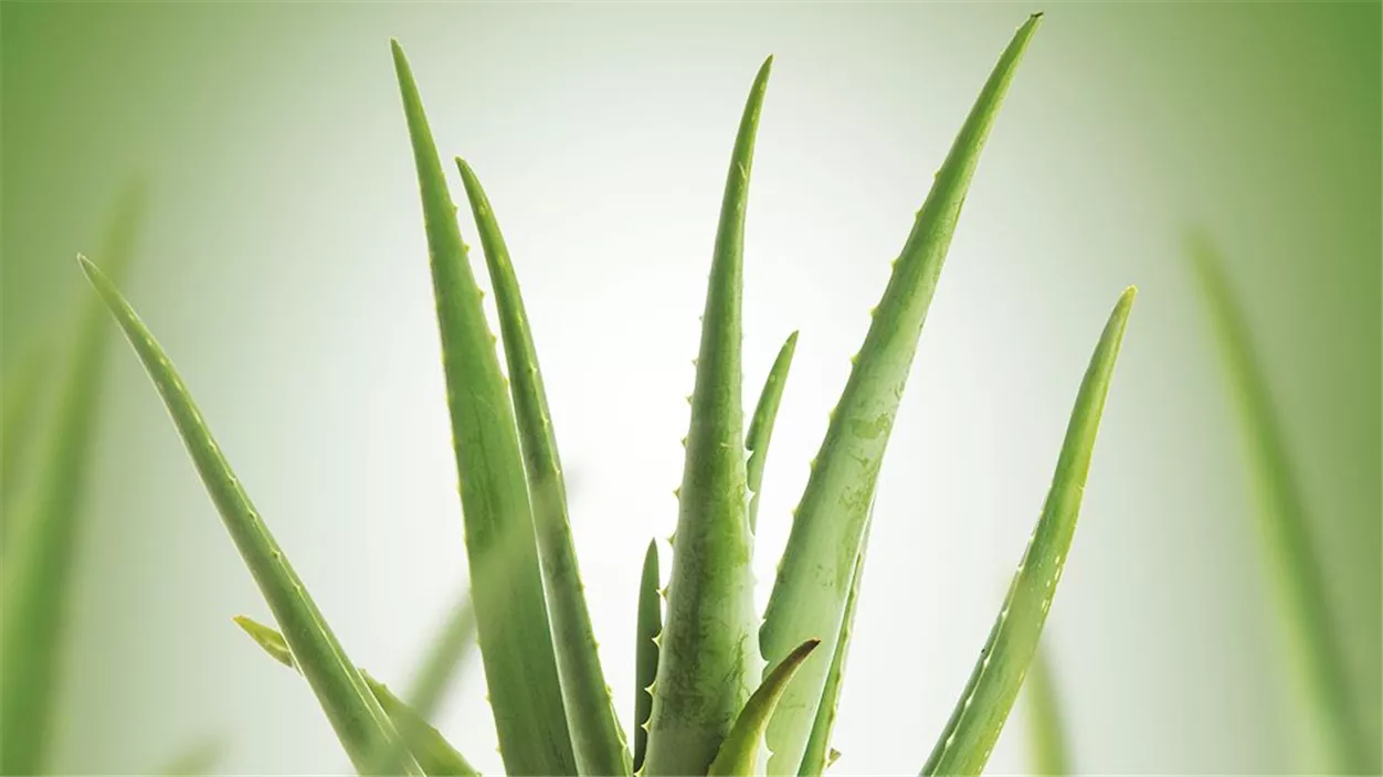 aloe_vera-85cf296d.jpeg