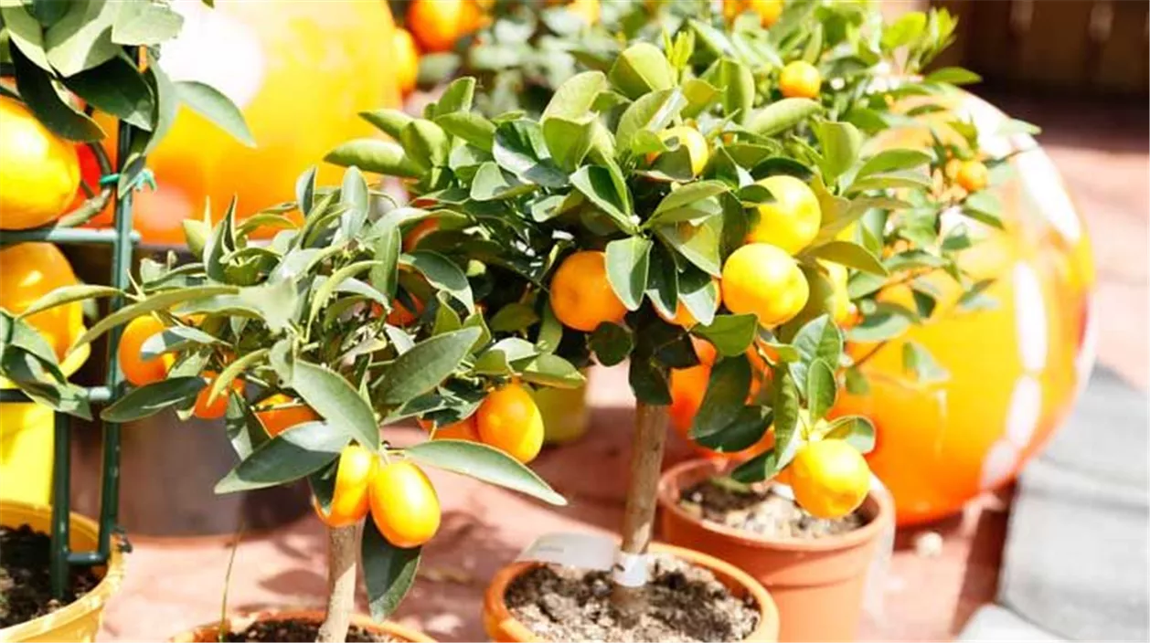 citrusstamm_final-ef0d6bf5.jpeg
