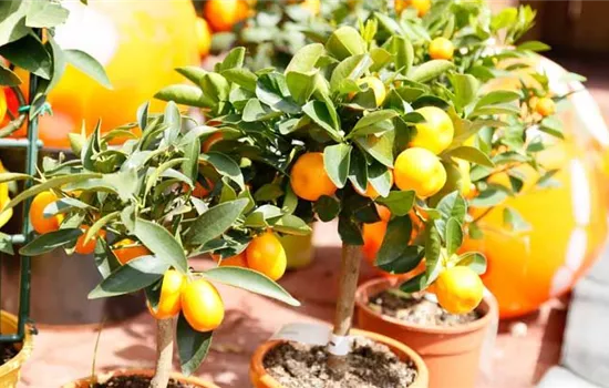 Kumquat – der Zitrusbaum mit der besonderen Frucht