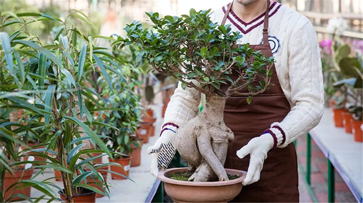 bonsai_mencke_02-fac00909.jpeg