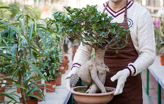 Bonsai schneiden: Das sollten Sie beachten! Bonsai schneiden: Das sollten Sie beachten!