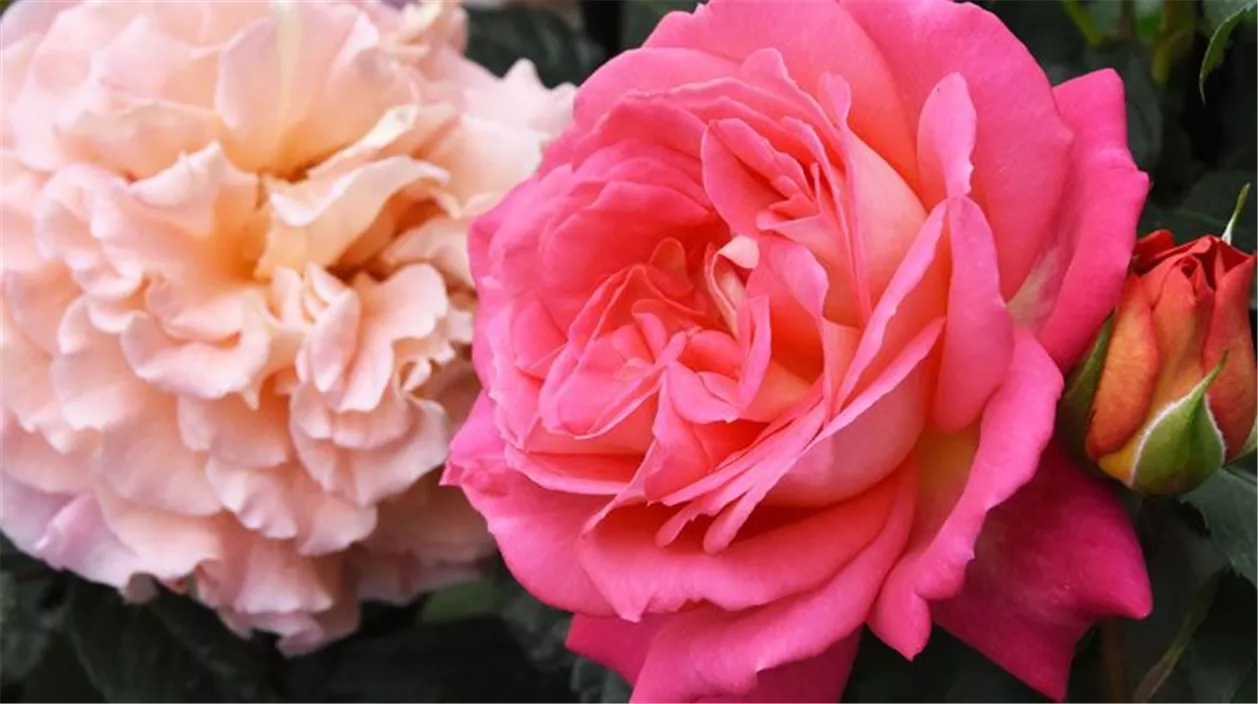 mencke_rose-4e0fb265.jpeg