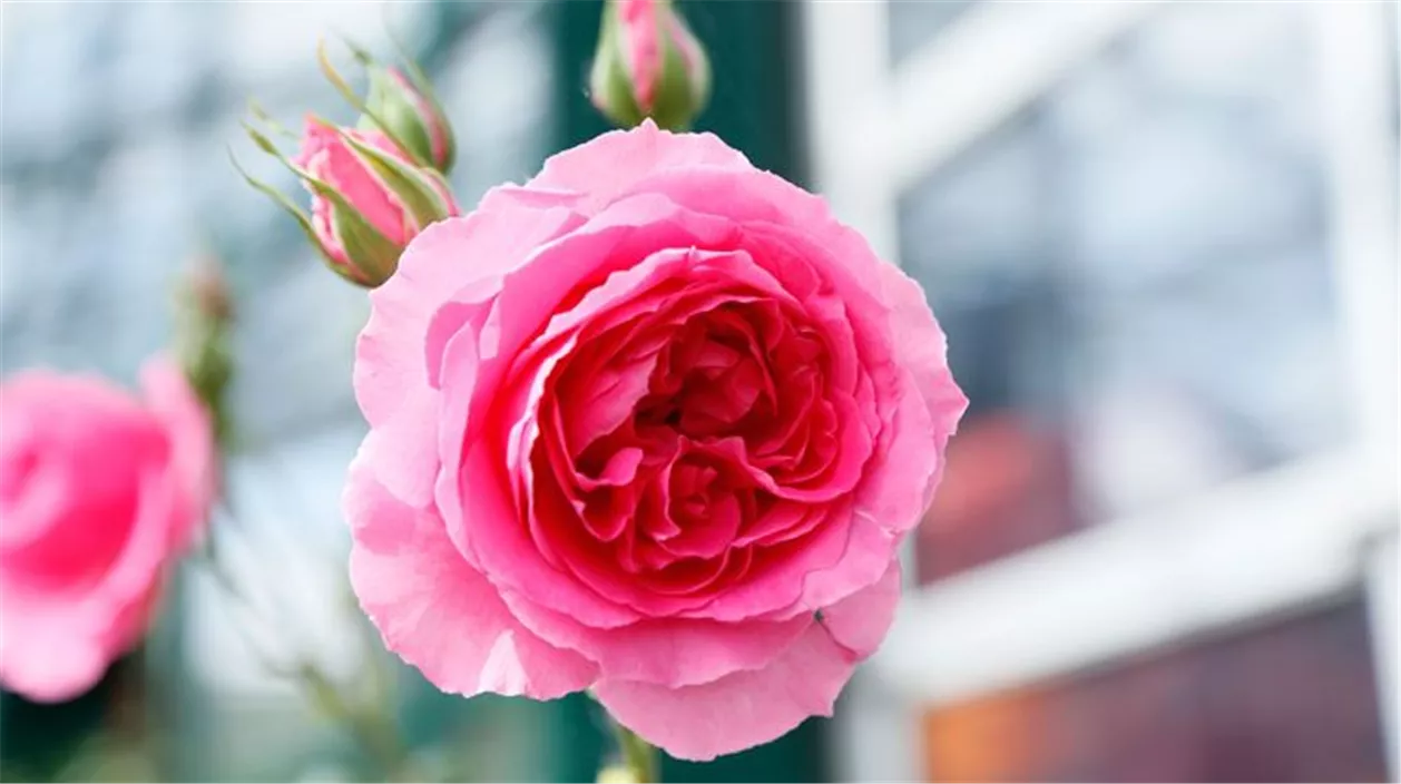 rose-pink-03100ce2.jpeg