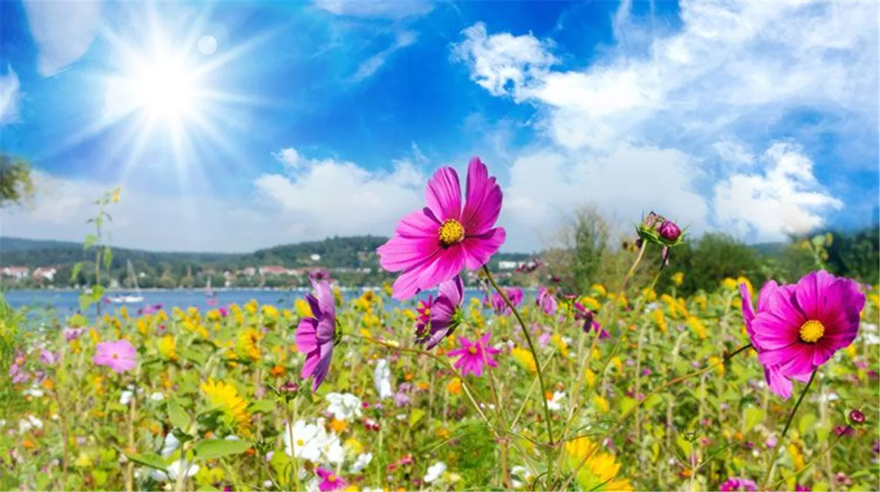 mencke_sommerblumen-f2c93097.jpeg