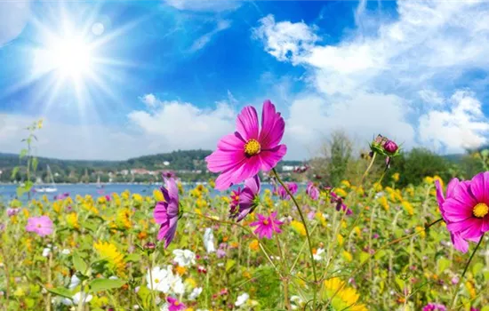 Winterharte Sommerblumen im Garten – Ihr eigenes Paradies! Winterharte Sommerblumen im Garten – Ihr eigenes Paradies!