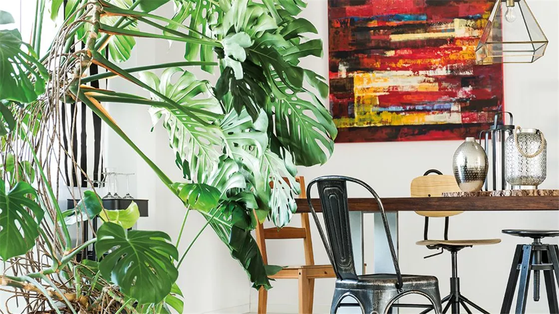 philodendron birkin weiße blätter Philodendron Birkin 'White Wave' – Sprouts of Bristol main image 1
