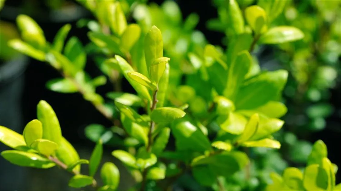 Ilex crenata: robuste Buchsbaum-Alternative!