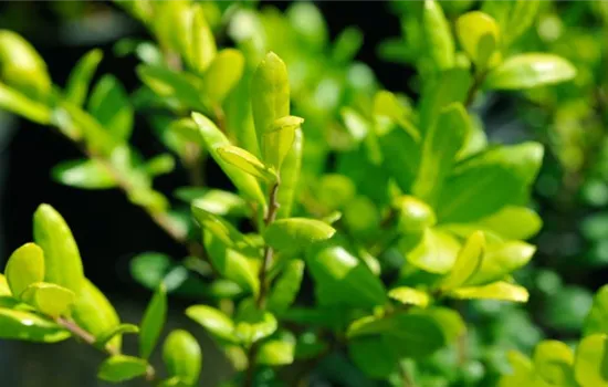 Ilex crenata: robuste Buchsbaum-Alternative! Ilex crenata: robuste Buchsbaum-Alternative!