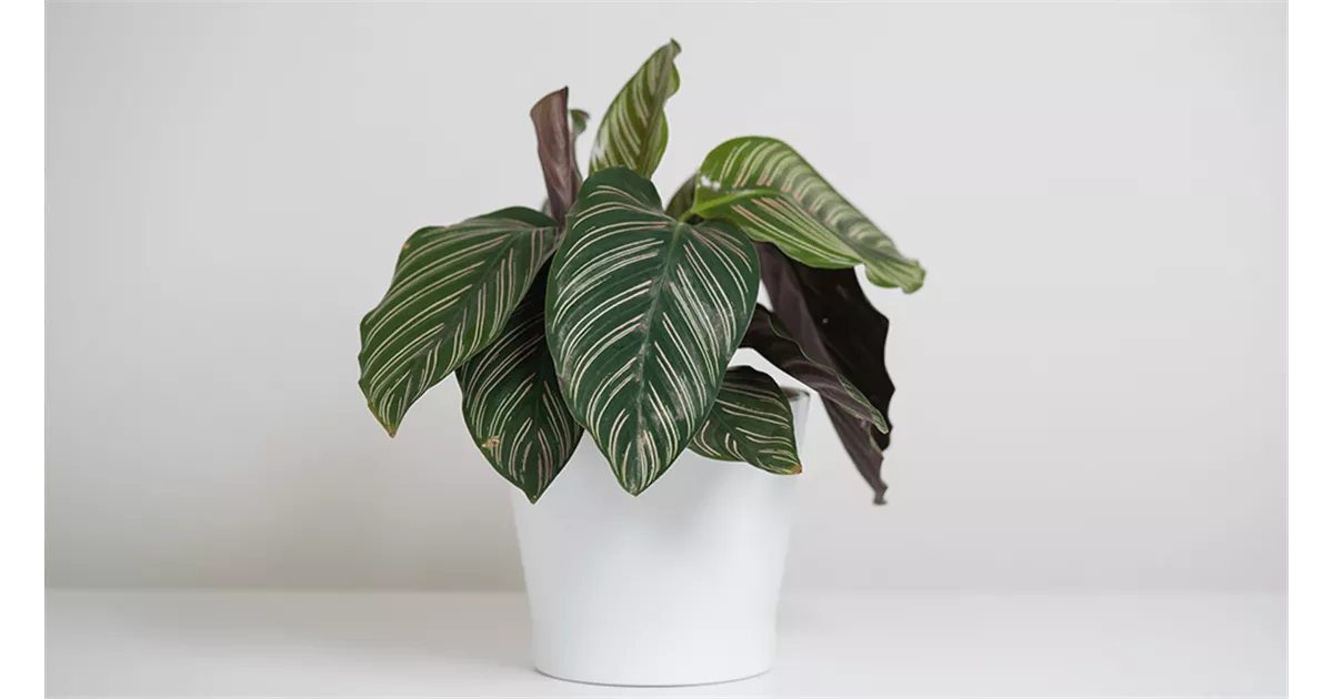 Calathea-Arten: Welche Korbmarante ist Ihr Liebling?