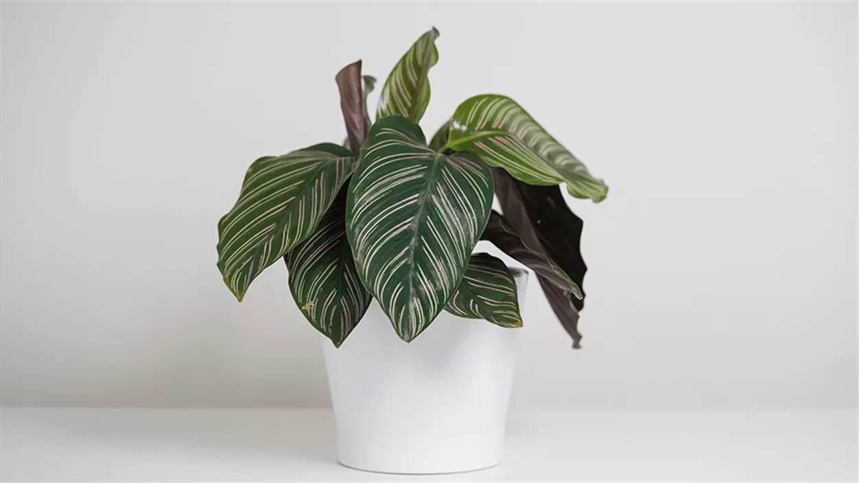 mencke-calathea-2-98d23b64.png