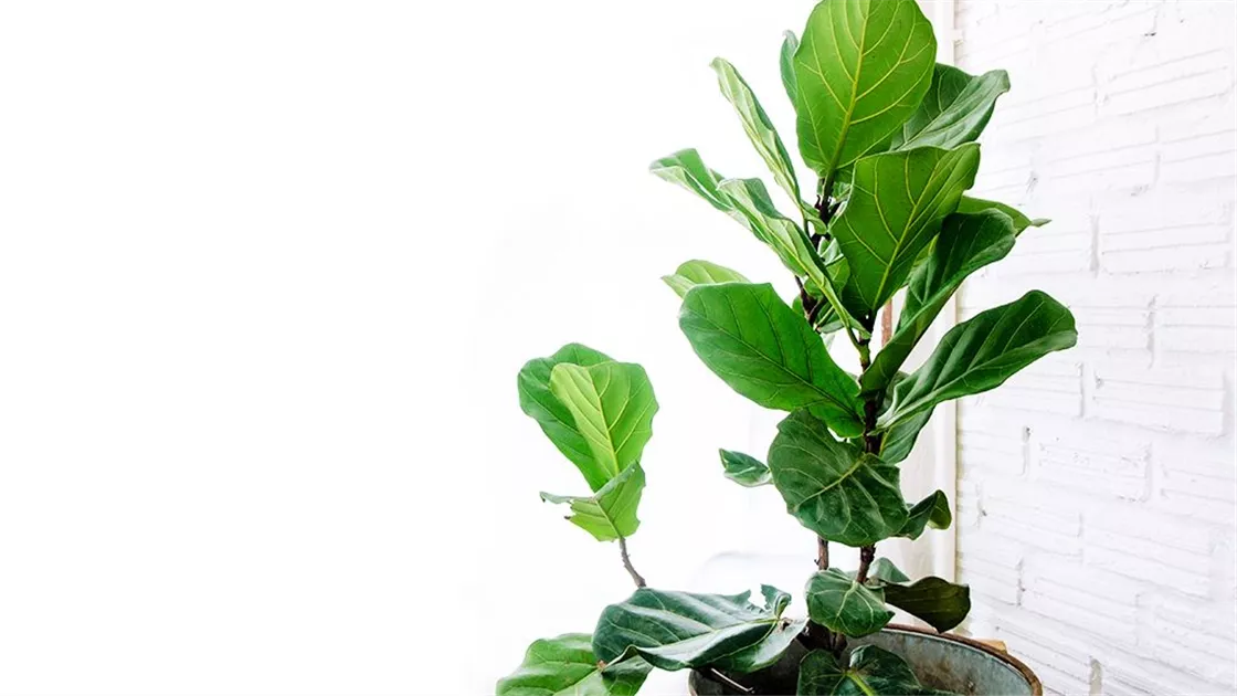 Geigenfeige: Tipps und Infos rund um den Ficus lyrata!