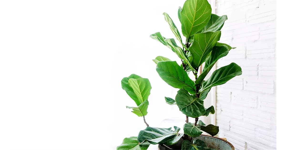 Geigenfeige: Tipps und Infos rund um den Ficus lyrata!