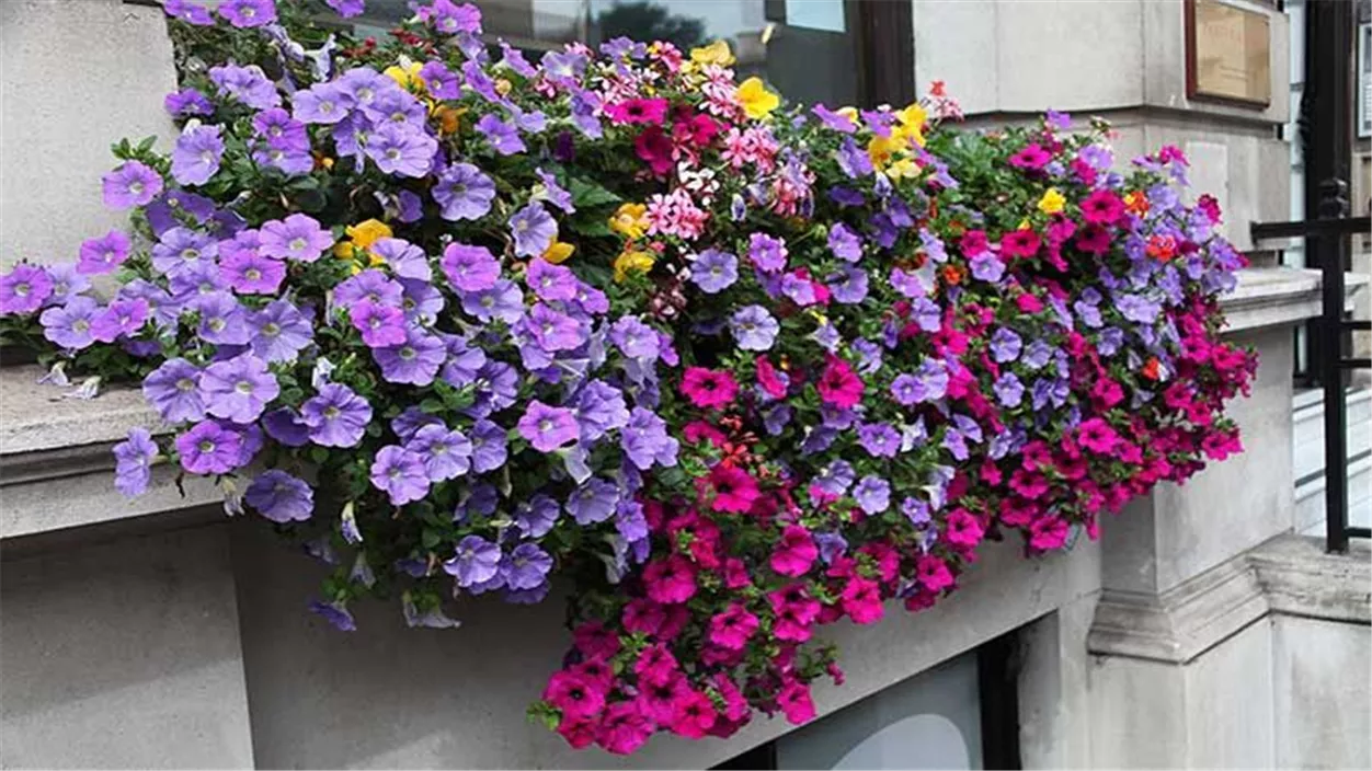 blumenkasten_petunie-f2c3e2f9.jpeg