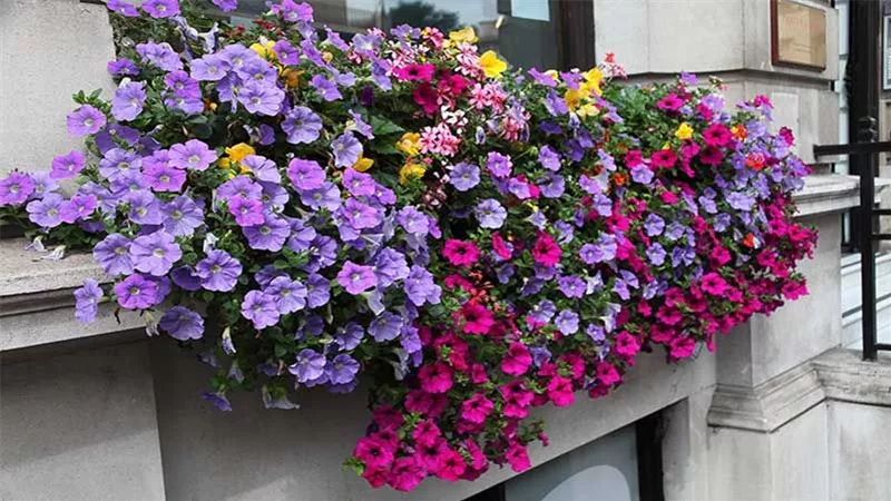 blumenkasten_petunie-f2c3e2f9.jpeg blumenkasten_petunie-f2c3e2f9.jpeg