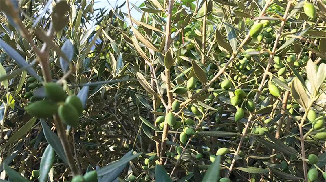 palmendünger für olivenbaum Olivenbaum-Dünger von Bodenständig 1-Liter