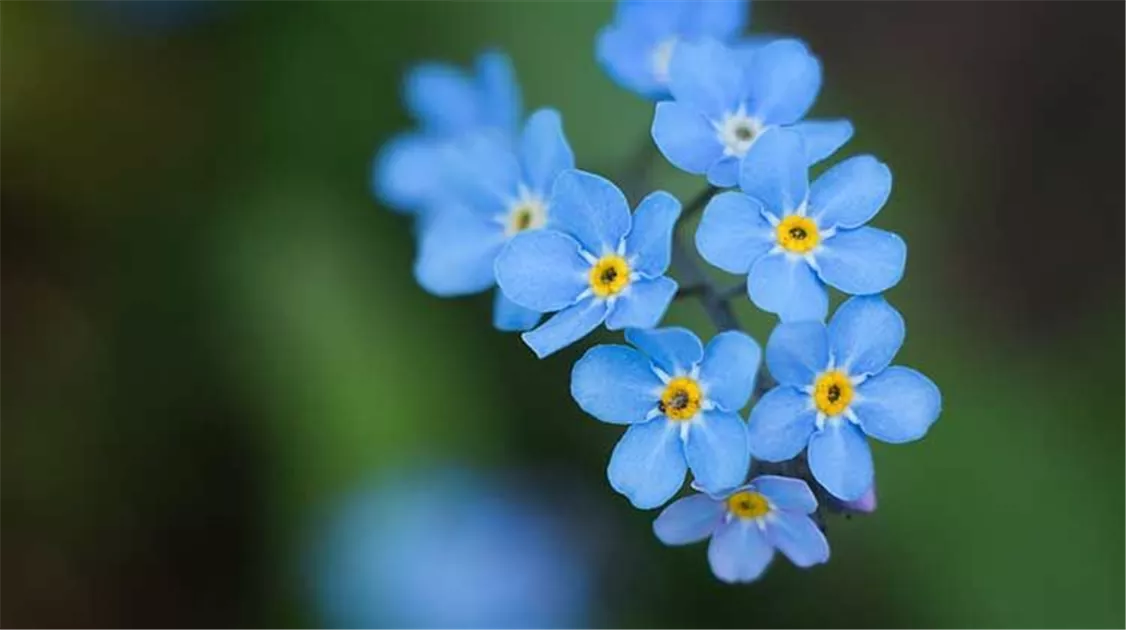 Die Top 5 der schnsten blauen Blumen fr Garten und Balkon