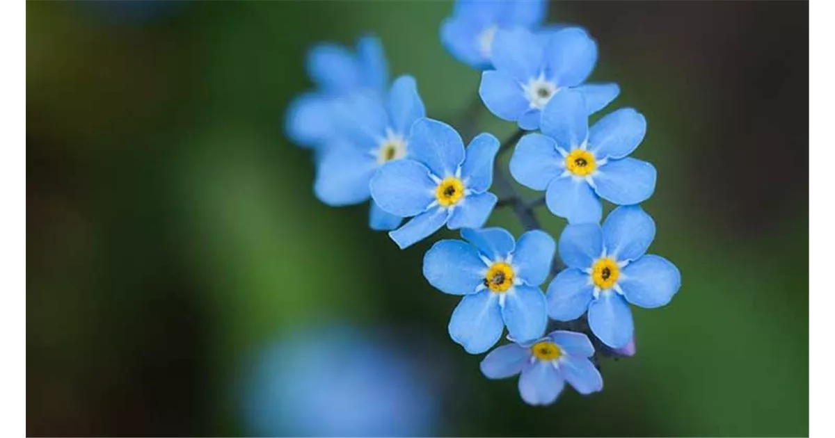 Die Top 5 der schnsten blauen Blumen fr Garten und Balkon