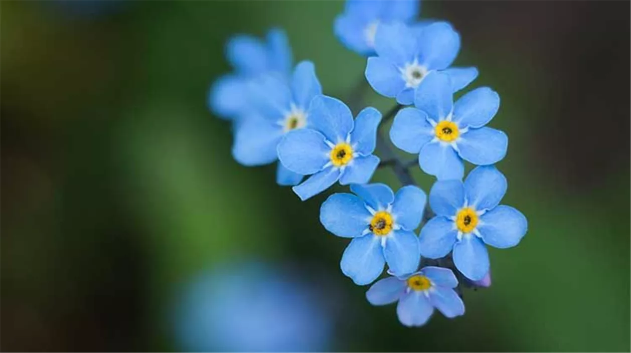 blaue-gartenblume-e051fc0b.jpeg