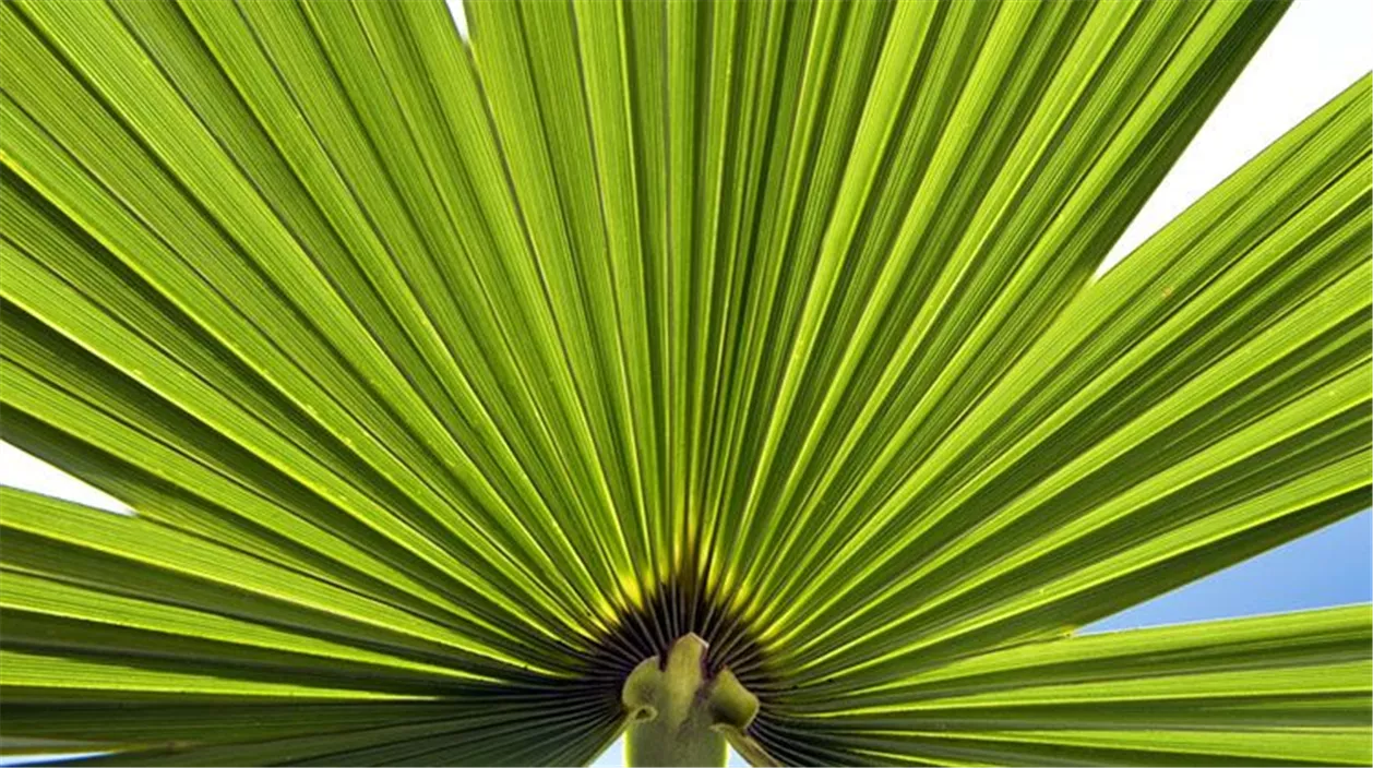 palme-04-21007240.jpeg