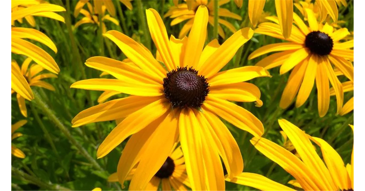 Die 10 schnsten gelben Blumen fr Garten und Balkon