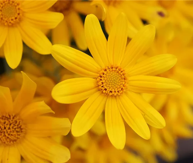 Pflanzenbestellungen 