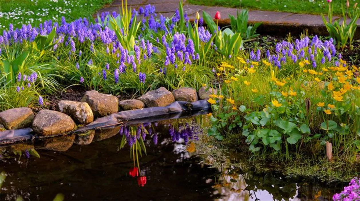 mencke_gartenteich_blume-4fd58b7c.jpeg
