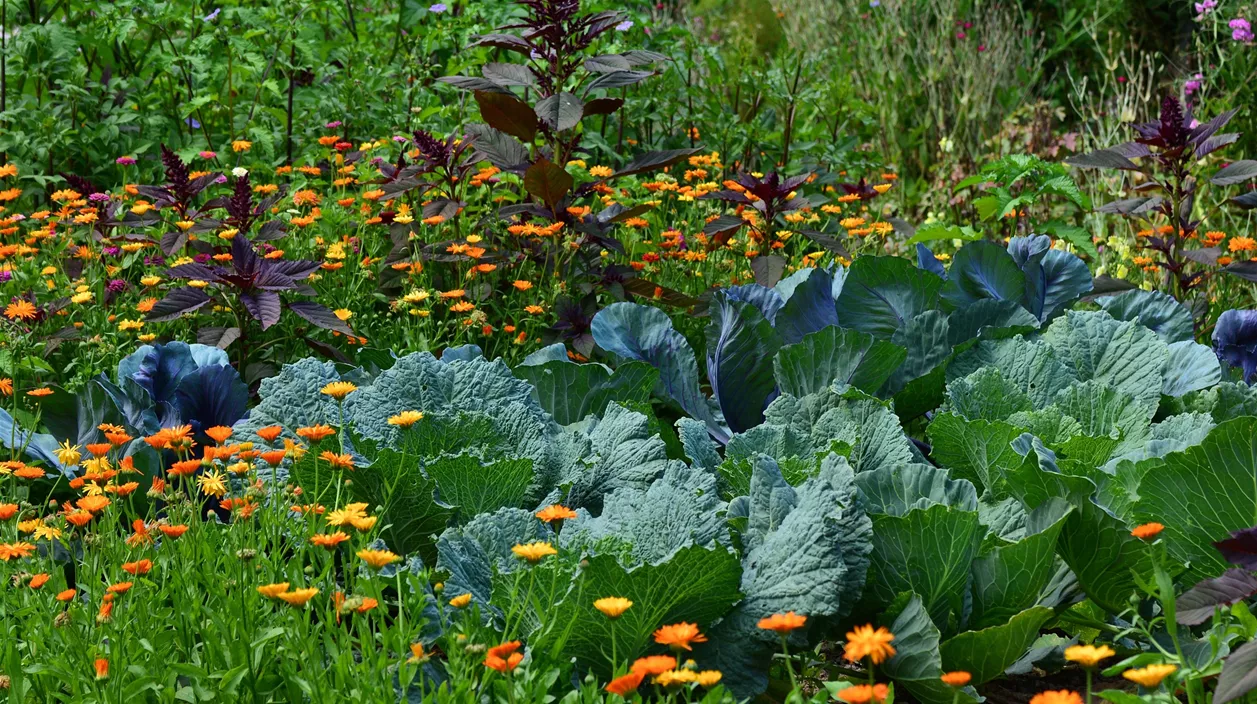 kohl-garten.jpg