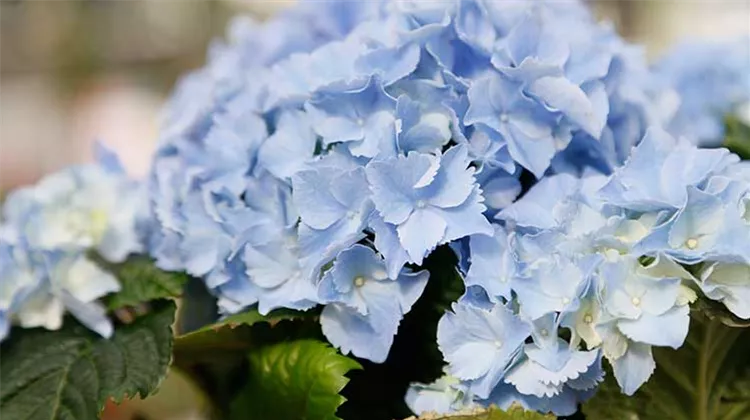 hortensie-blau.jpeg hortensie-blau.jpeg