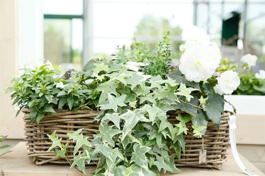 blumenkasten_efeu.jpeg blumenkasten_efeu.jpeg