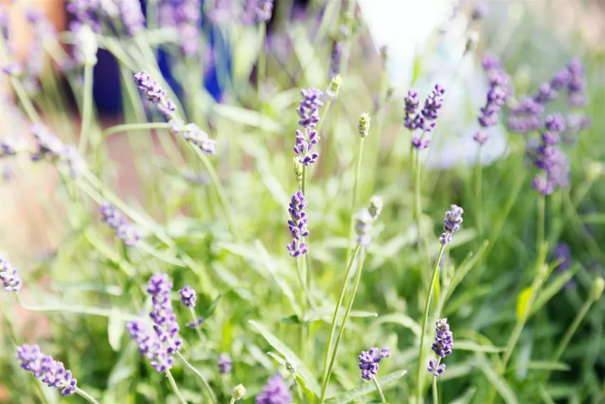 lavendel.jpeg lavendel.jpeg