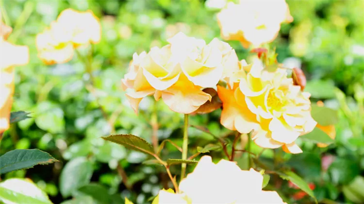 rose-gelb.jpeg rose-gelb.jpeg