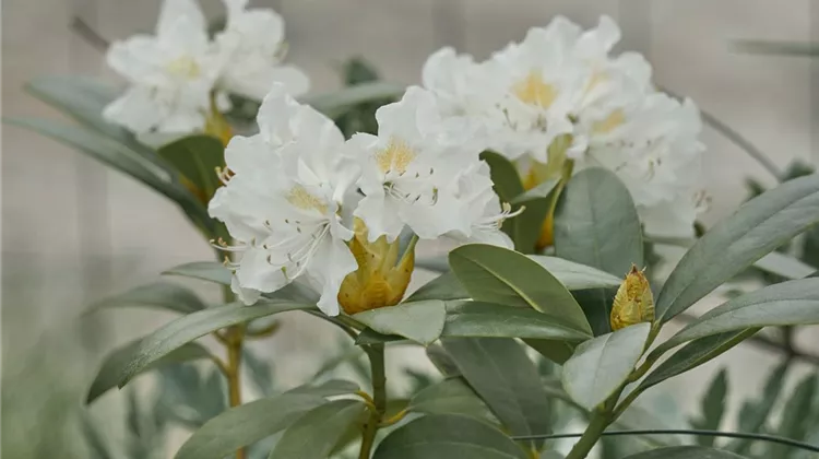 weisser-rhododendron.jpg weisser-rhododendron.jpg