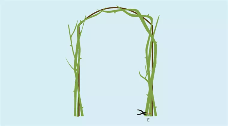 kletterrose-bogen.png kletterrose-bogen.png